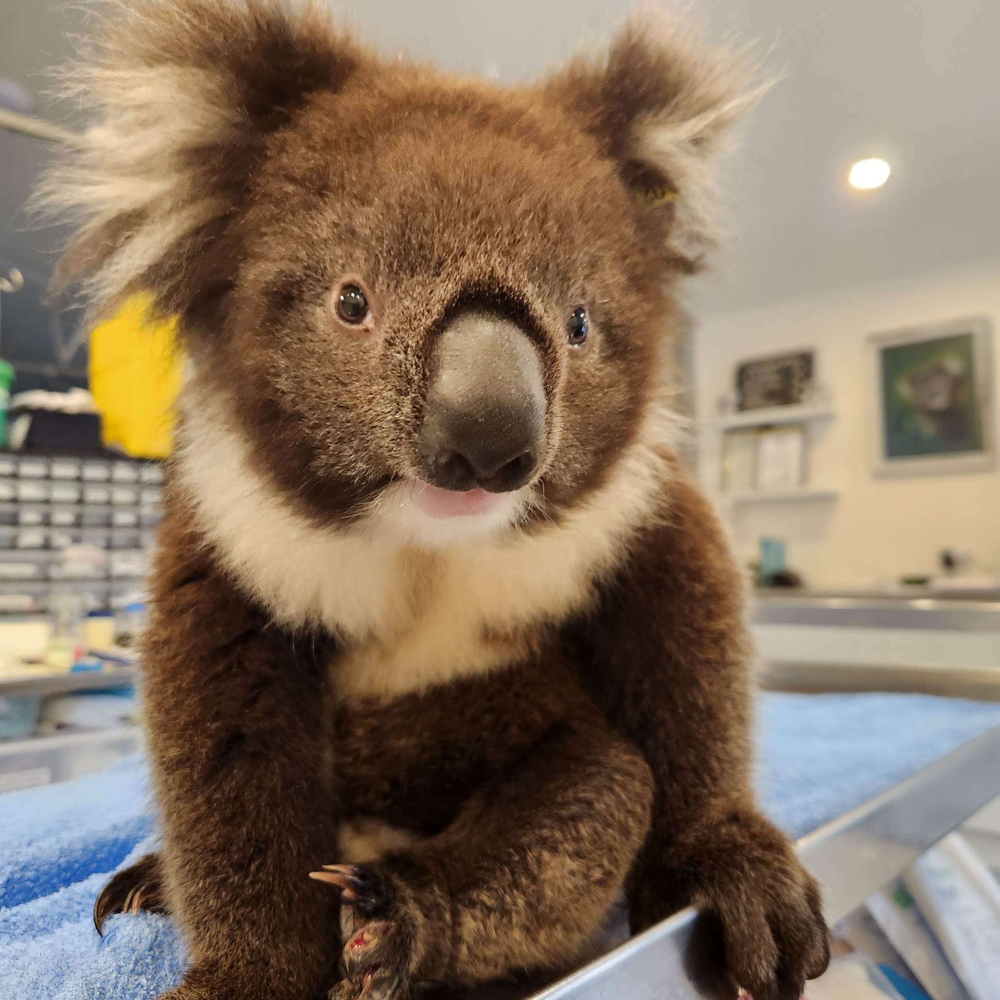 Image attached to update